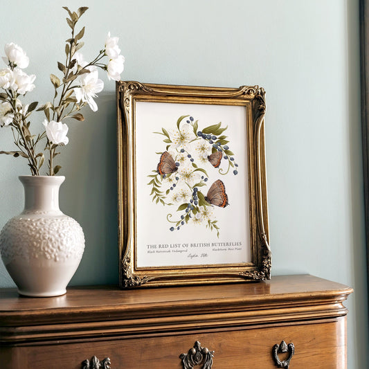 Black Hairstreak British Butterfly, Heritage Fine Art Archival Print - Lydia Hill Designs