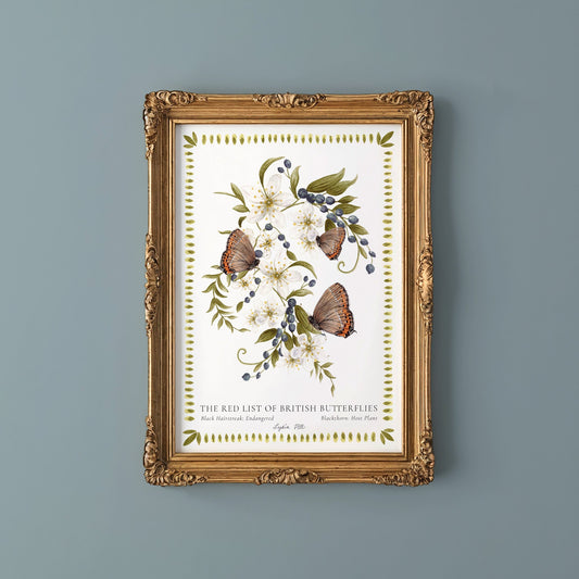 Black Hairstreak British Butterfly, Heritage Fine Art Archival Print - Lydia Hill Designs