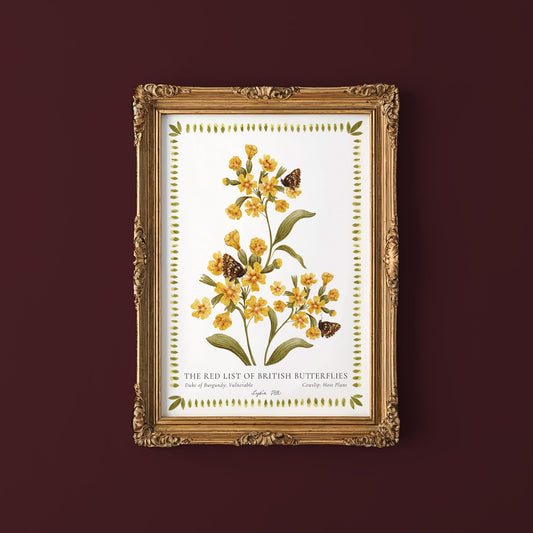 Duke of Burgundy British Butterfly, Heritage Fine Art Archival Print - Lydia Hill Designs