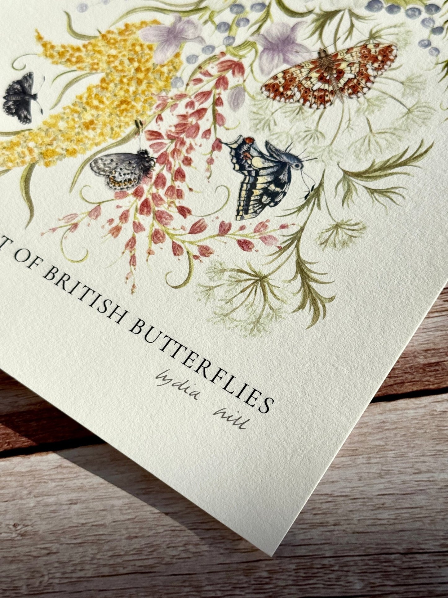 Endangered British Butterfly Colourblock Heritage Fine Art Print - Lydia Hill Designs