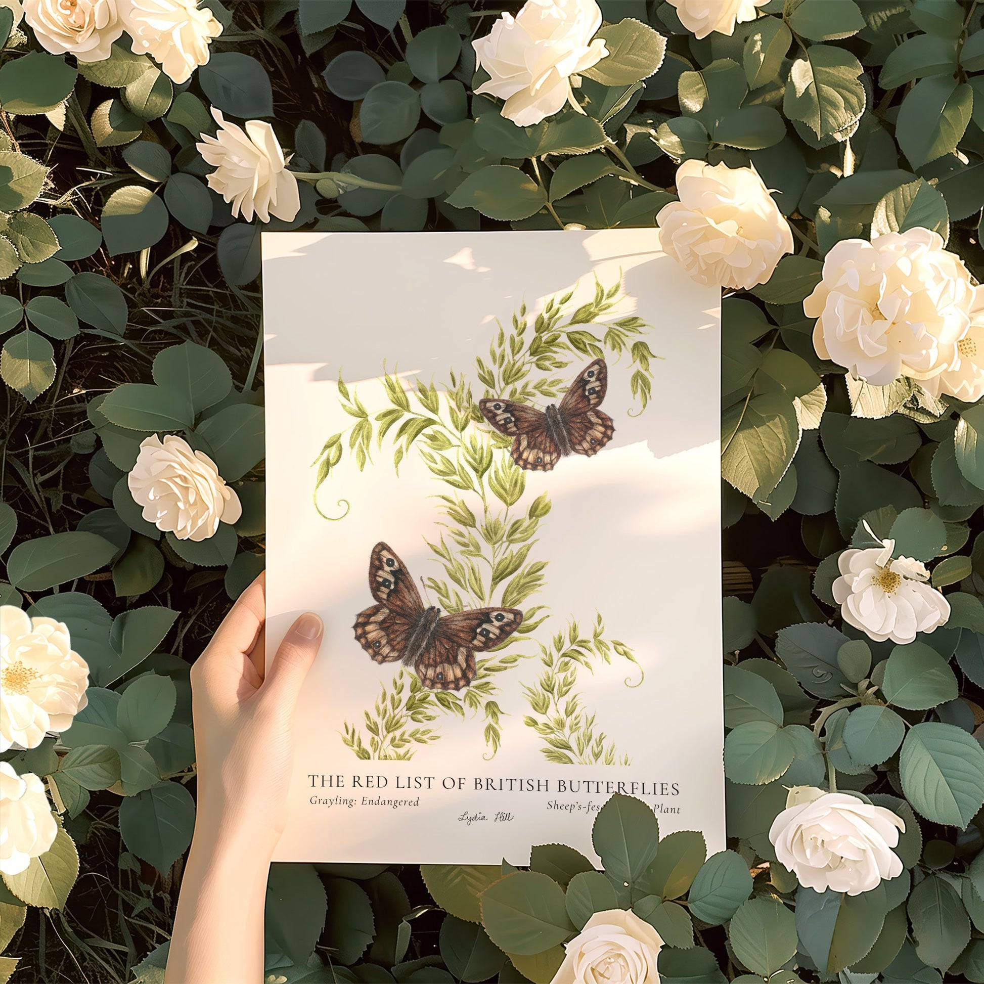 Grayling British Butterfly, Heritage Fine Art Archival Print - Lydia Hill Designs