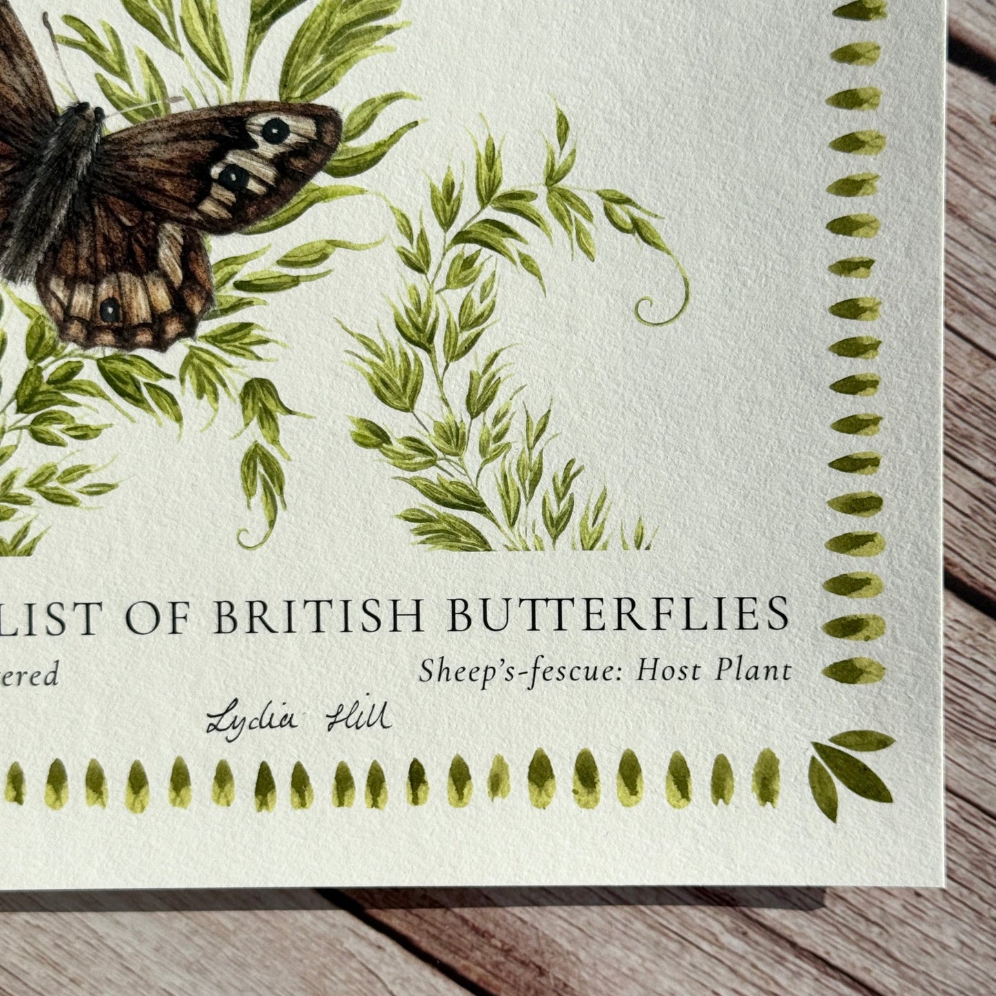 Large Heath British Butterfly, Heritage Fine Art Archival Print - Lydia Hill Designs