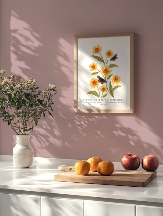 Northern Brown Argus British Butterfly, Heritage Fine Art Archival Print - Lydia Hill Designs