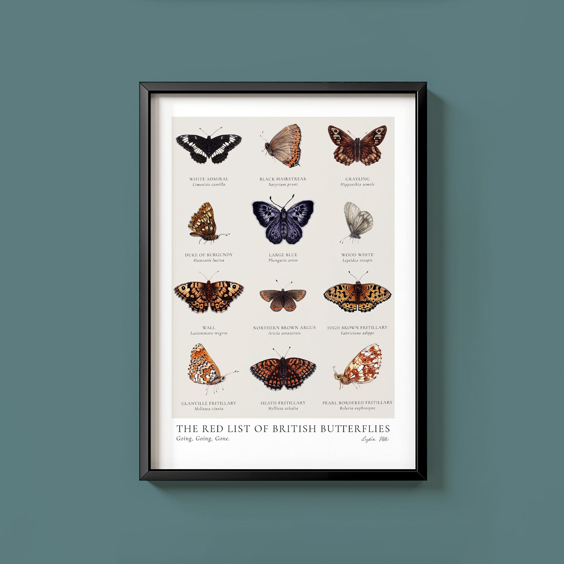 Scientific Endangered British Butterflies Fine Art Print - Lydia Hill Designs