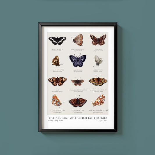 Scientific Endangered British Butterflies Fine Art Print - Lydia Hill Designs
